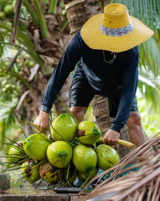 🌴 PURO SABOR TROPICAL 🌴
Directo del paraíso a tu paladar 🥥

Sé natural. Sé real.

 #NutriciónNatural #DeporteSaludable #VidaActiva #CarneDeCoco #EnergíaNatural #AguaDeCoco #concocotodosabemejor